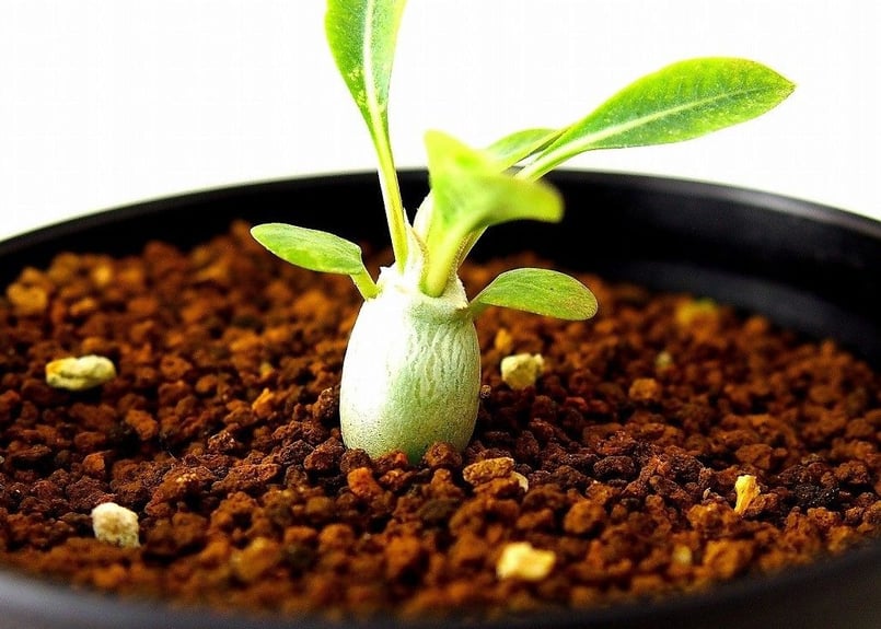 パキポディウム エブレネウム Pachypodium eburneum ④ パキポディウム エブレネウム Pachypodium eburneum ④