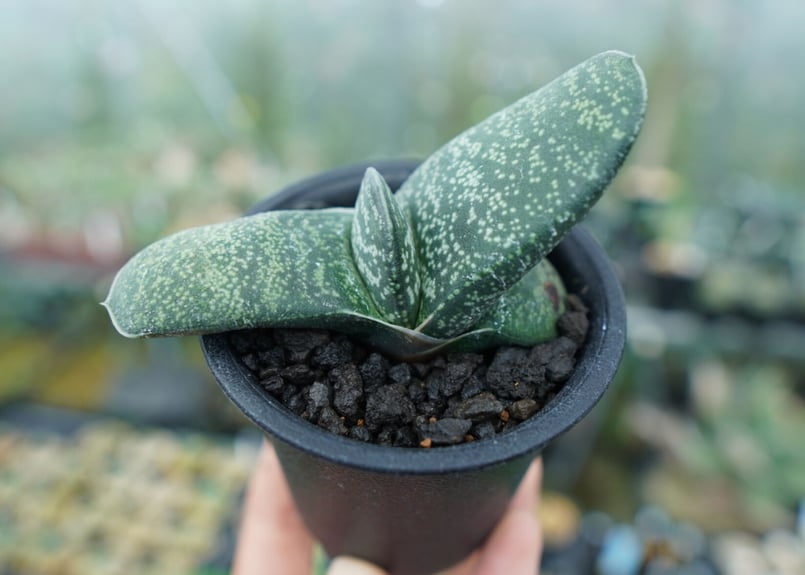 ガステリア エクセルサ Gasteria excelsa | mana's farm:塊根植物