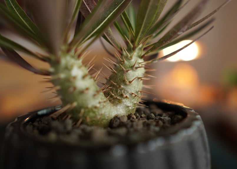 パキポディウムセット2 カクチ デンシ サキュレンタム ロスラツム