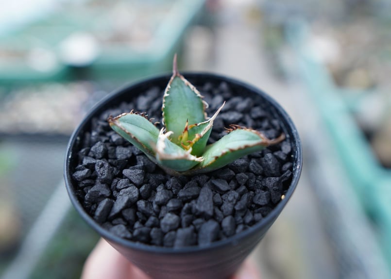 アガベ チタノタ FO-76 Agave titanota FO-76 No.4 | man