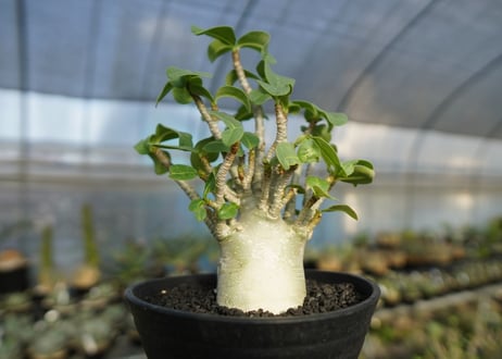 アデニウム　Adenium　No.3