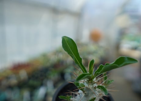 パキポディウム　サンデルシー　Pachypodeium saundersii  No.7
