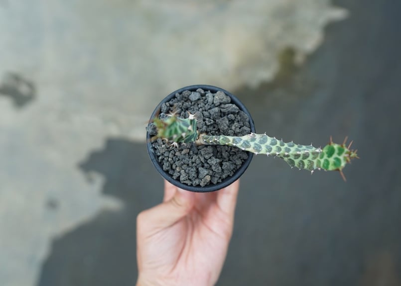 ユーフォルビア ペルシステンス Euphorbia persistens | mana's f