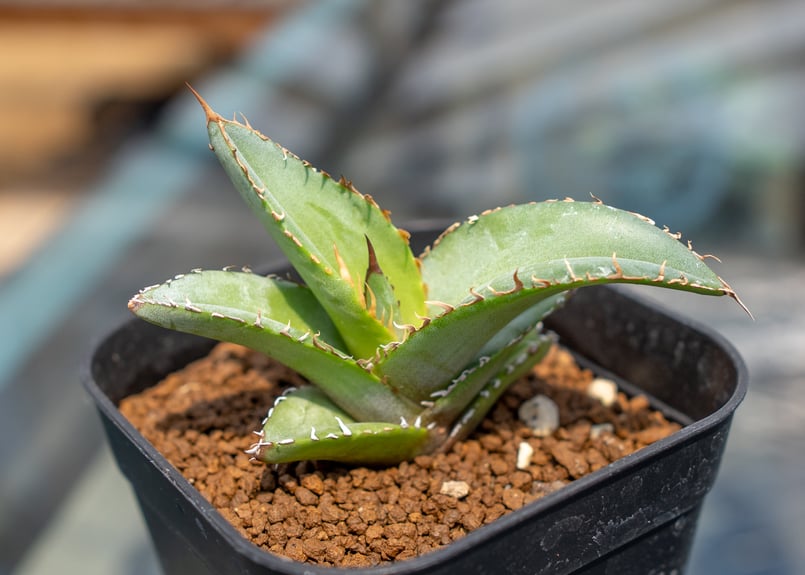 アガベ チタノタブルー 沖縄実生 | mana's farm:塊根植物・アガベ