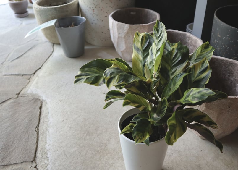 カラテアエンペラー（サンプル） a3967b0255b2e1e821abf90df49f89