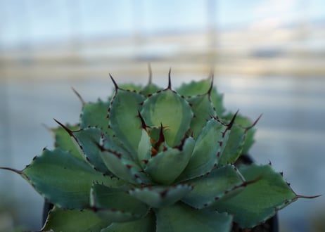 吉祥冠　中斑　Agave potatorum