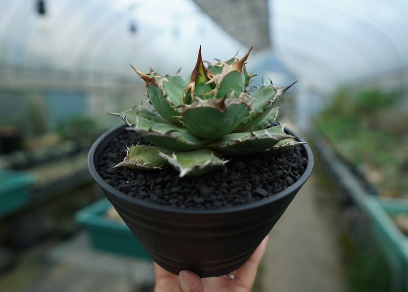 アガベ 烈炎 烈焔 子株つき 楽天市場】Kaiju Plant産 アガベ 烈焔 子株 チタノタ オテロイ