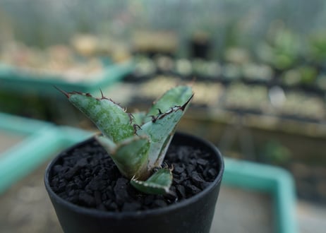 アガベ　チタノタ　 ブラックアンドブルー 　Agave titanota black and blue　No.9