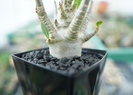 アデニウム　Adenium　No.4
