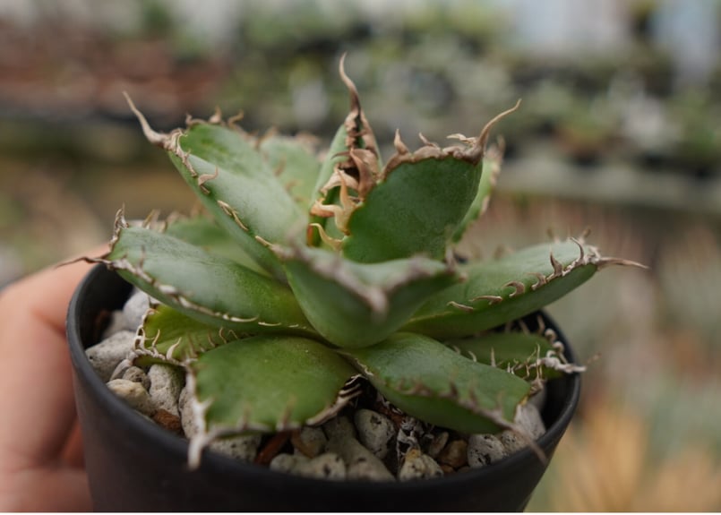 アガベ チタノタ フィリグリー NO.2 | mana's farm:塊根植物・アガベ