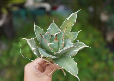 Agave titanota 白鯨 B NO.5