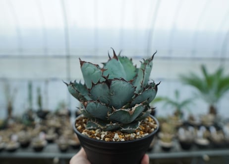 アガベ　チタノタ　 ブラックアンドブルー 　Agave titanota black and blue　NO.9