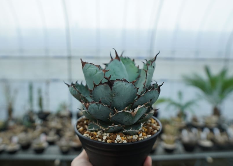 アガベ チタノタ ブラックアンドブルー Agave titanota black and