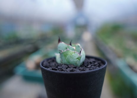 アガベ　チタノタ　 ブラックアンドブルー 　Agave titanota black and blue　No.3