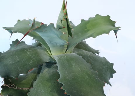 Agave potatorum 'Cameron Blue'  №2
