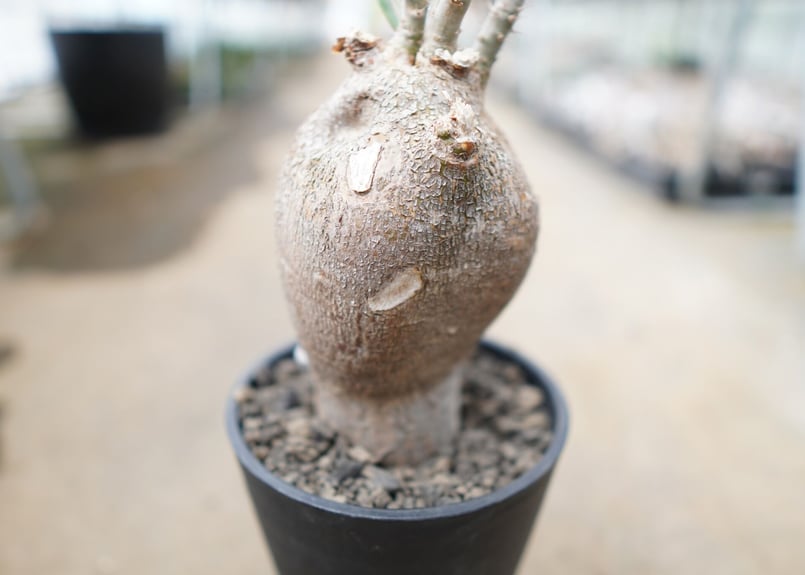 寒さに強いパキポディウム】パキポディウム サキュレンタム | mana's