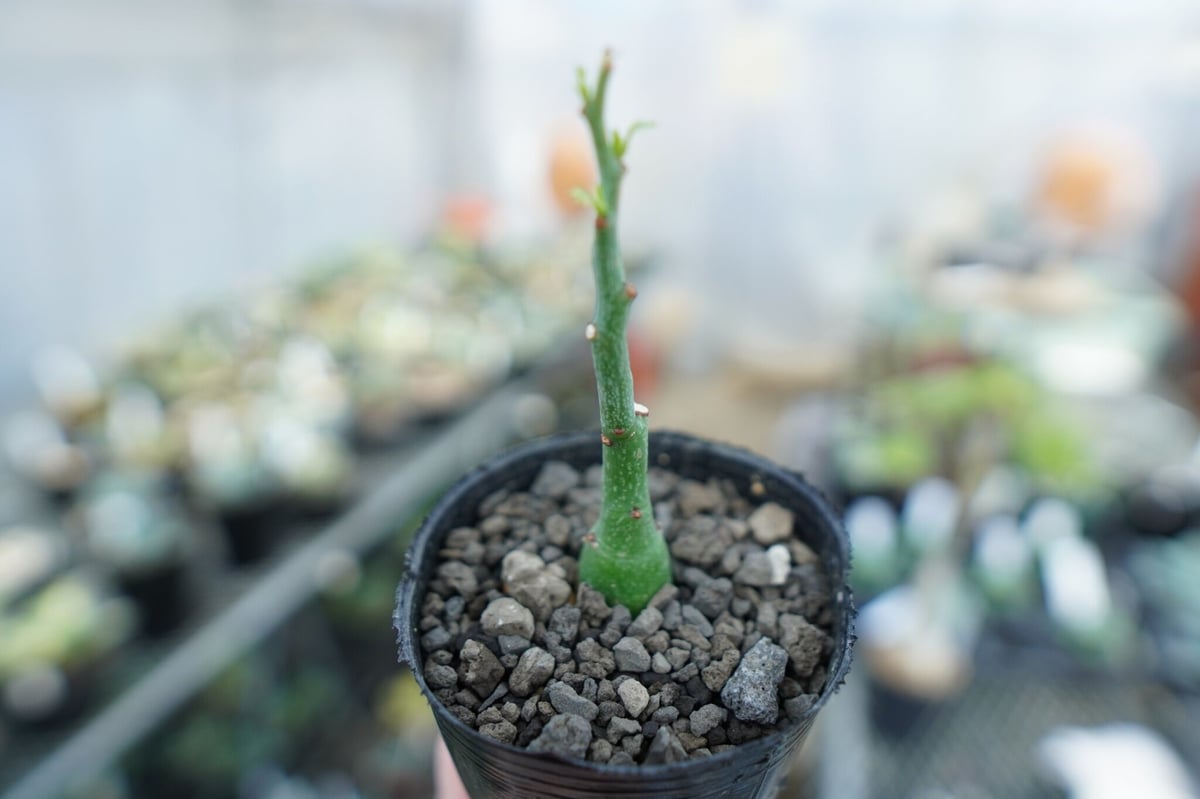 アデニア グラウカ Adenia Glauca No.4 | mana's farm:塊根植物