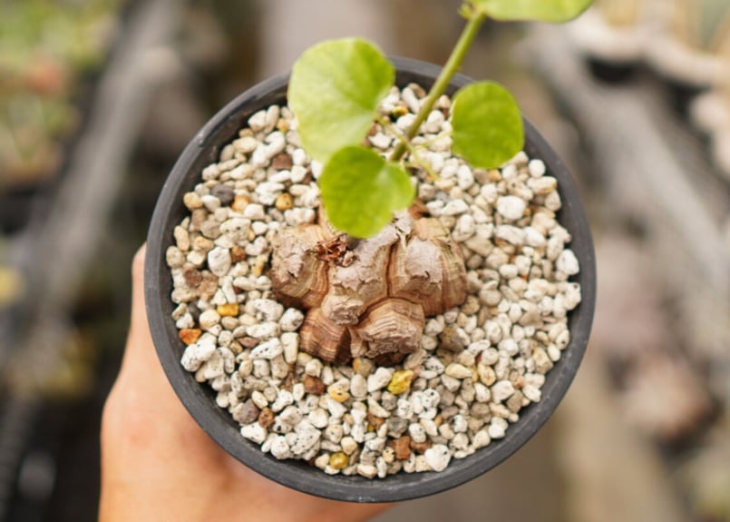 亀甲竜 | mana's farm:塊根植物・アガベ・ドライガーデン植物販売|マナ