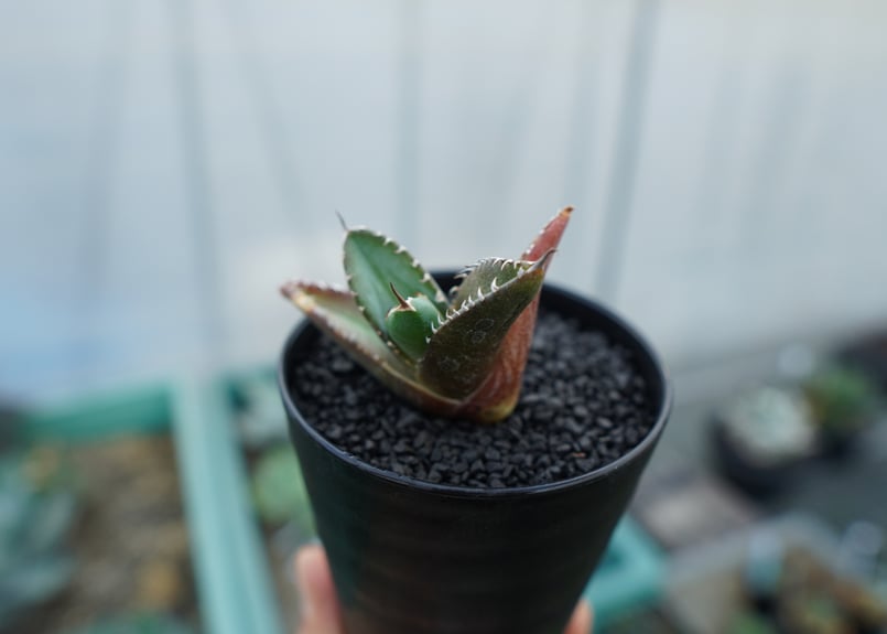 アガベ チタノタ 子株 Agave titanota | mana's farm:塊根植物