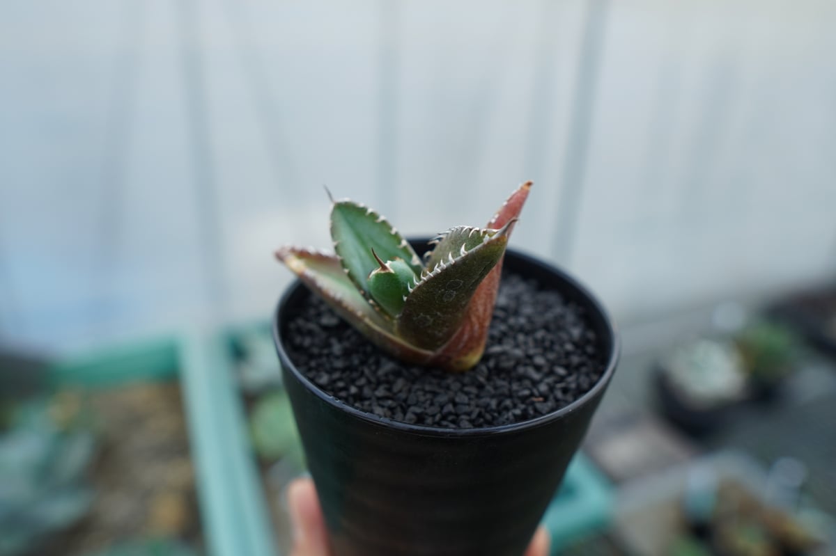 アガベ チタノタ 子株 Agave titanota | mana's farm:塊根植物