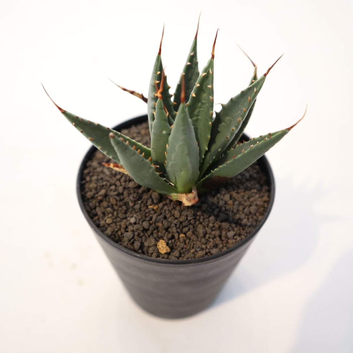 アガベ　ユタエンシス　ネバデンシス　アルミ鉢　植物　塊根植物　ドライガーデン アガベ ユタエンシス ネバデンシス アルミ鉢 植物 塊根植物