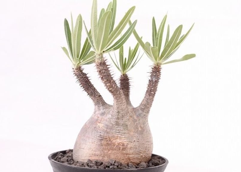 パキポディウム グラキリス Pachypodium gracilius ⑥ パキポディウム グラキリス Pachypodium gracilius 発根済 (商品番号g