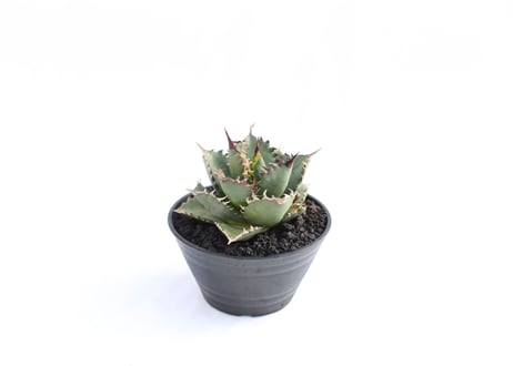 Agave titanota FO-76 compacta  no.８