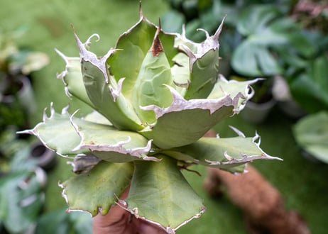Agave titanota Xuefeng 雪峰　レア品種