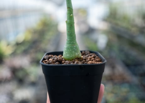アデニア グラウカ  Adenia glauca　NO.4