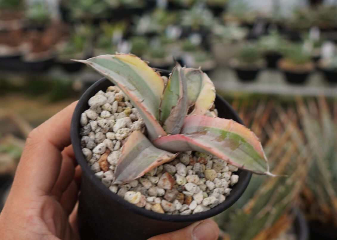 アガベ チタノタ ホワイトアイス錦 ホワイトアイス覆輪 ラスト