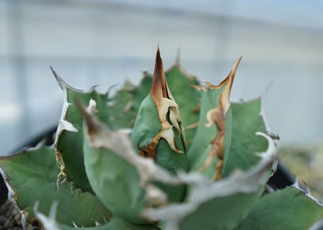 アガベ チタノタ R agave titanota R