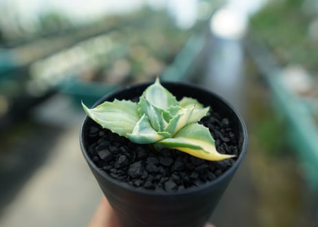 アガベ　王妃雷神錦　Agave　“Ohi Raijin Nishiki ”　No.1