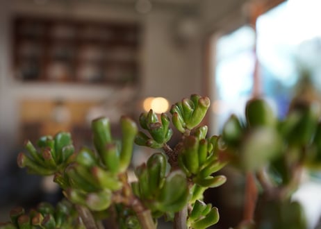 宇宙の木　Crassula ovata 'Gollum'