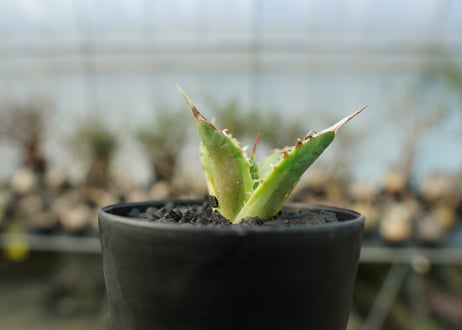 アガベ　チタノタ　黄覆輪　Agave titanota variegata