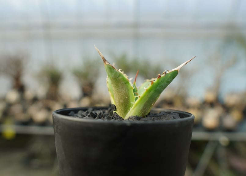 アガベ チタノタ 黄覆輪 Agave titanota variegata | mana's