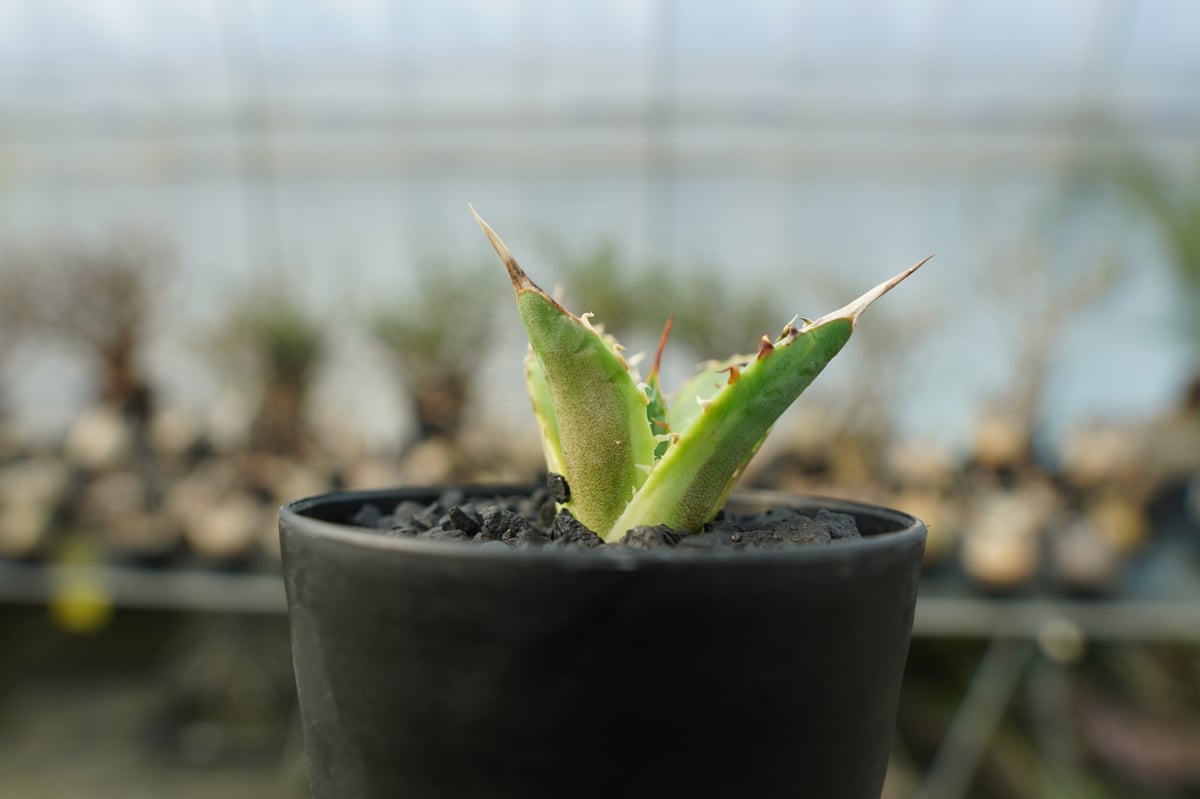 アガベ チタノタ 黄覆輪 Agave titanota variegata | mana's