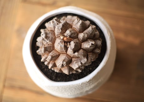 亀甲竜 Dioscorea elephantipes