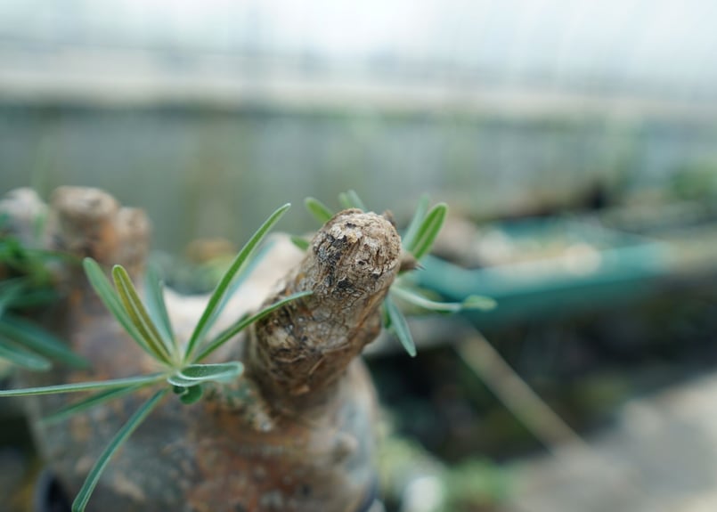 パキポディウム グラキリス Pachypodium Gracilius No.3 | ma...