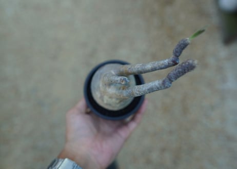 【未発根】パキポディウム　グラキリス　 Pachypodium Gracilius  No.22