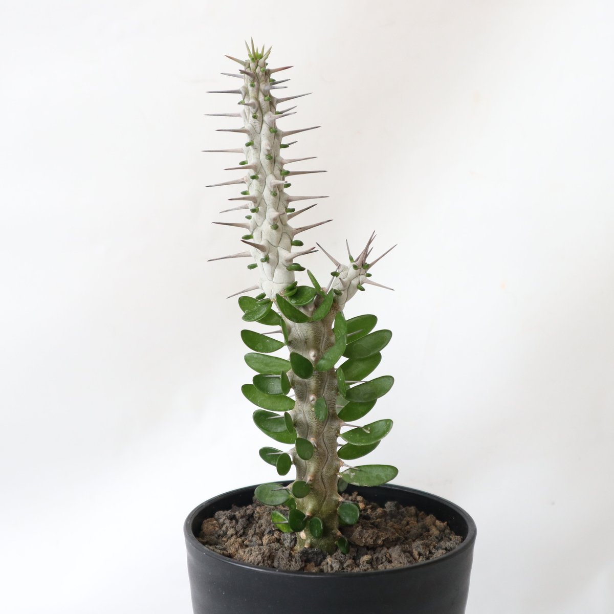 アローディア プロセア | mana's farm:塊根植物・アガベ・ドライ