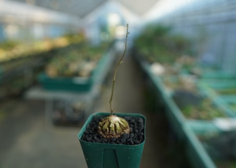 亀甲竜　Dioscorea elephantipes　No.2