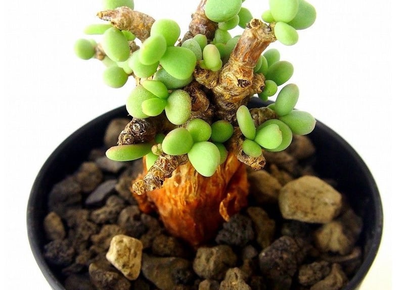 5*7様 ケラリア ピグマエア　陶器鉢付き 5*7様 ケラリア ピグマエア 陶器鉢付き ケラリアピグマエア