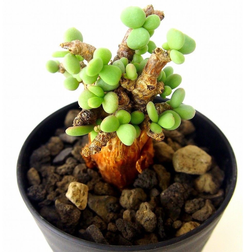 5【Ceraria pygmaea】ケラリアピグマエア　塊根植物 Ceraria pygmaea ケラリア・ピグマエア №5 | mana's farm:塊根