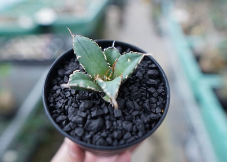 アガベ　チタノタ　FO-76　Agave titanota  FO-76　No.25