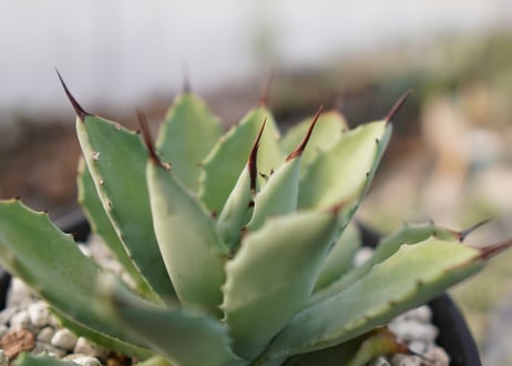 Agave Potatorum×Macroacantha　”八荒雷神”　No.2
