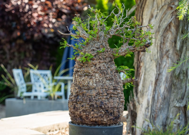 オペルクリカリア パキプス Operculicarya pachypus No.2 | man