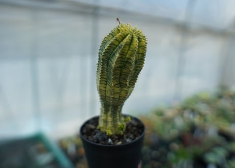 ユーフォルビア　魔紅キリン　Euphorbia　“Makou kirin”