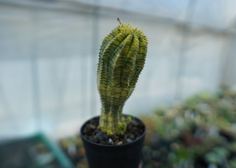 ユーフォルビア 魔紅キリン Euphorbia “Makou kirin” | mana's ユーフォルビア 魔紅キリン Euphorbia “Makou kirin” | mana's