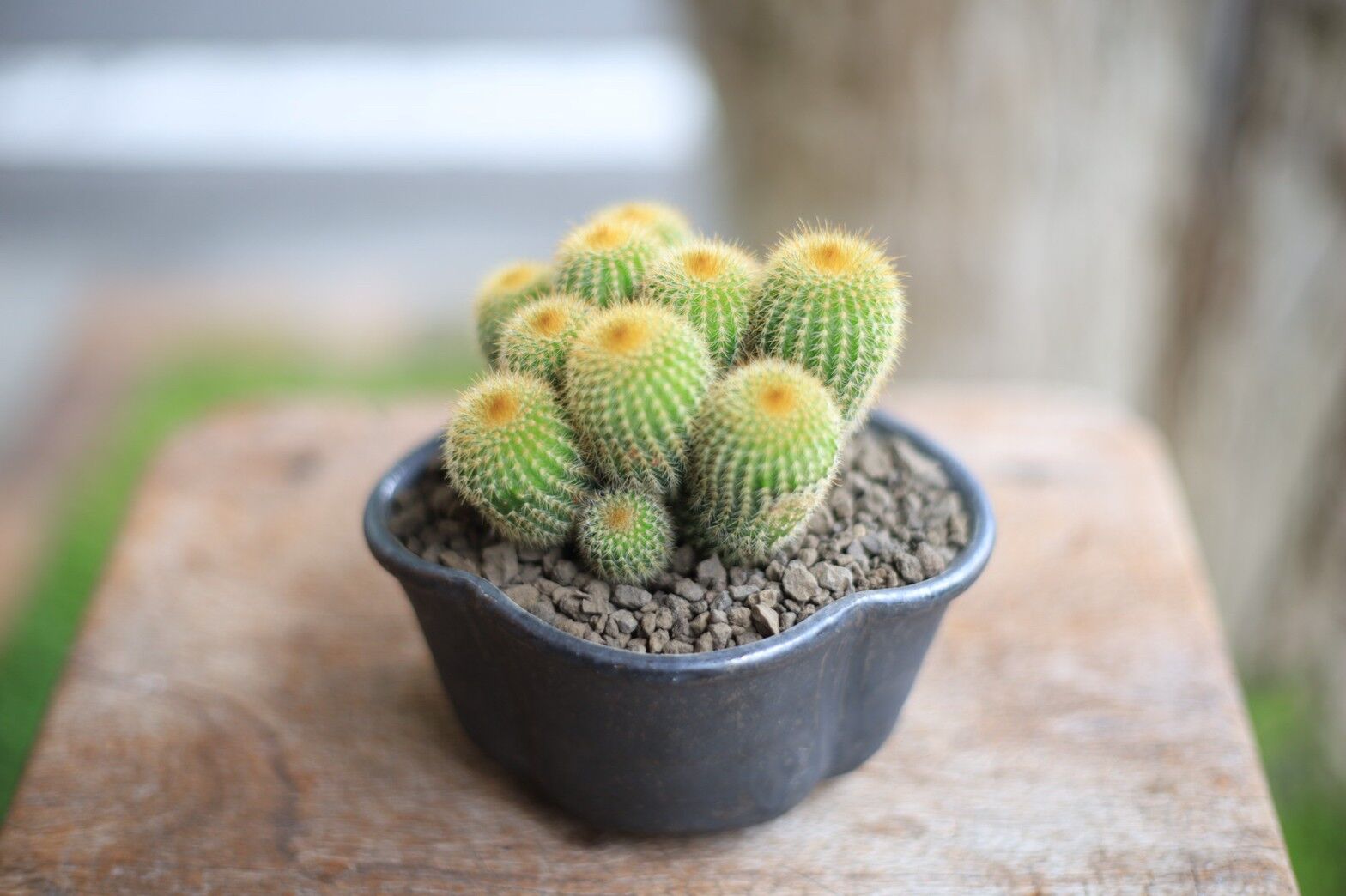 ご予約品》サボテン 金晃丸 Eriocactus leninghausii | mana's