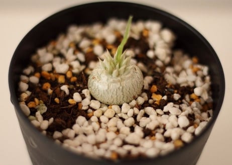 パキポディウム　デンシカウレ　恵比寿大黒　Pachypodium Densicaule 国内実生